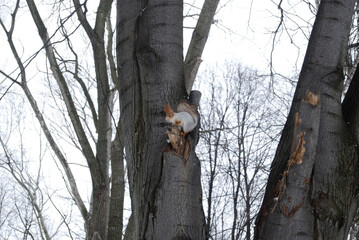 squirrel on tree