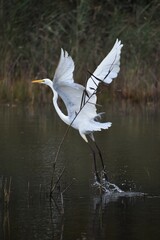Great Egret