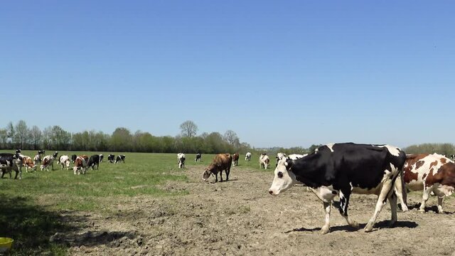 Les vaches normandes traditionnelles en Europe, en France, en Normandie, dans la Manche, au printemps, lors d'une journ&eacute;e ensoleill&eacute;e.