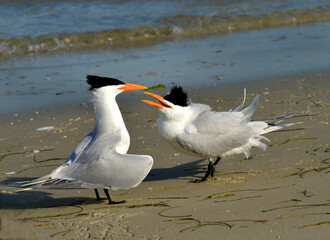 A juvenile bird asks for food.
