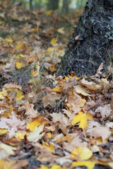 Fall leaves on the ground, next to a tree trunk