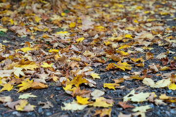 Fall leaves on the ground, lying in the dirt, decomposing