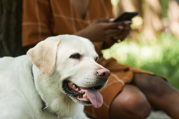 Close up of white Labrador dog outdoors with young woman using smartphone in background, copy space
