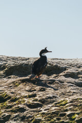 La lobería de Puerto Pirámides