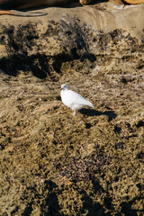 La lobería de Puerto Pirámides