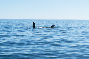 Ballena Franca Austral 2021