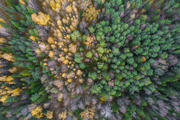 Directly above aerial drone full frame shot of green emerald pine forests and yellow foliage groves with beautiful texture of treetops. Beautiful fall season scenery. Mountains in autumn golden colors