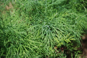 Green shoots of dill in the garden. Under the sun's rays, the thin curved stems of a branch of young fresh dill. Vegetarian plant ready to eat as a condiment.