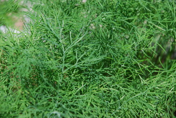 Green shoots of dill in the garden. Under the sun's rays, the thin curved stems of a branch of young fresh dill. Vegetarian plant ready to eat as a condiment.