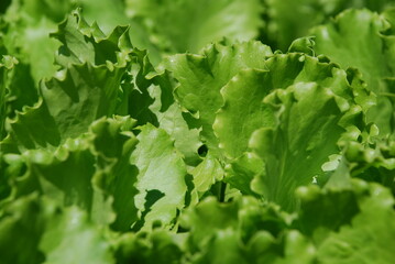 Lettuce leaves close-up. Under the sunshine, large, wide green lettuce leaves have grown. Herbaceous annual plant of the Aster family. Refers to valuable vegetable crops.