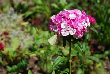 Butterfly on a white-pink phlox bud. Summer day on a lush bud of phlox, consisting of white and pink flowers, a yellow cabbage butterfly sits and eats nectar.