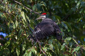 Naklejka premium Pileated Woodpecker spreads its wings to balance as it tries to eat chokecherries from a tree. 