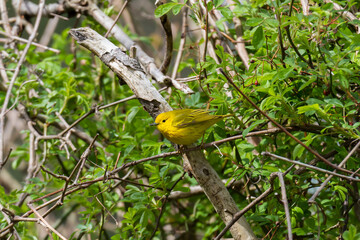 A male Yellow warbler in a dense thicket 
