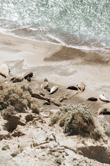 El Harén de Punta Ninfas