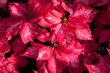 poinsettia (Euphorbia pulcherrima) on display at the municipal conservatory