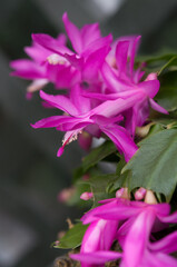 close up of a pink flower (christmas cactus)