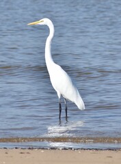 Great egret