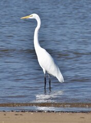 Great egret
