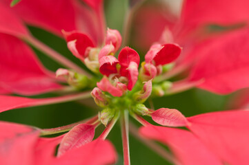 poinsettia (Euphorbia pulcherrima) on display at the municipal conservatory