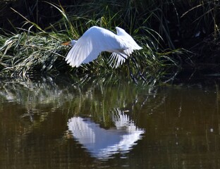 Great egret