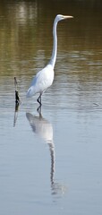 Great egret