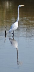 Great egret
