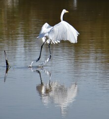 Great egret