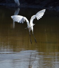 Great egret