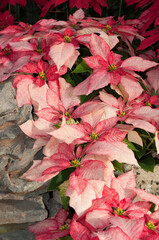 poinsettia (Euphorbia pulcherrima)
