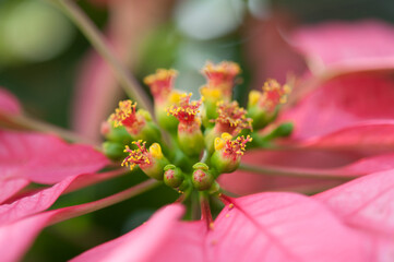 poinsettia (Euphorbia pulcherrima)