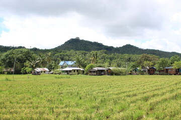 Fototapeta na wymiar Rice field with a Mountain