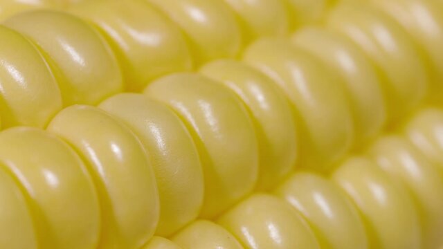 MACRO, DOF: Beautiful yellow lines of ripe corn kernels shine under a bright light. Detailed shot of vibrant yellow corn kernels of a ripe organically grown cob. Macro shot of an organic ear of corn.