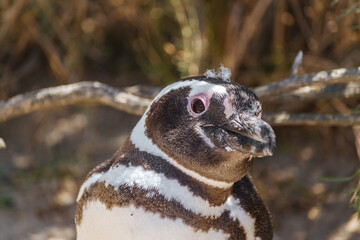 El pingüino de Magallanes en Puerto Madryn