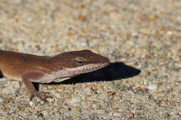 Close up of a Carolina anole lizard in its brown form