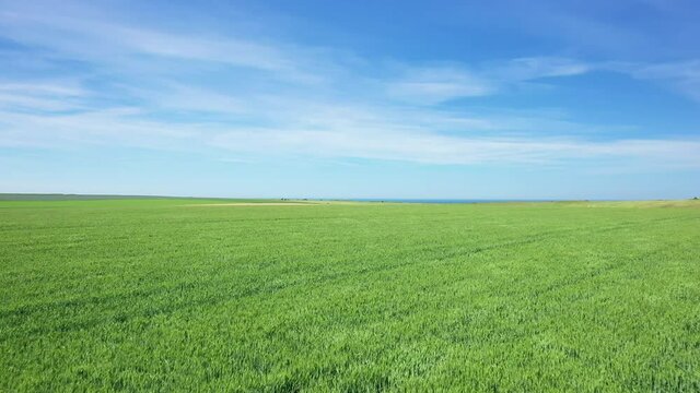 Un champ d'orge dans la campagne fran&ccedil;aise en Europe, en France, en Normandie, vers Deauville, en &eacute;t&eacute;, lors d'une journ&eacute;e ensoleill&eacute;e.