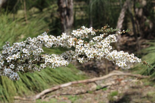 Heath Teatree (Leptospermum Myrsinoides) In Flower, South Australia