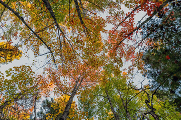Autumn Season in Canada, Fall Colors in Canada, Forest Fall Colors