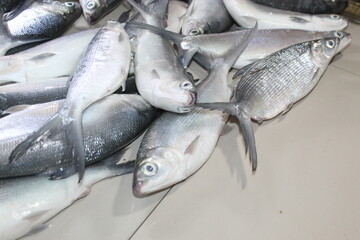 fresh fish on the market