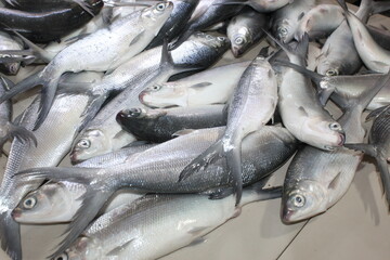 fresh milk fish at the market