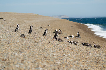 El pingüino de Magallanes en Puerto Madryn