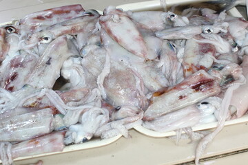 Squids fresh bunch on the market