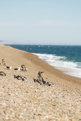 El pingüino de Magallanes en Puerto Madryn