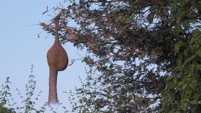 Baya weaver bird, holding worm in its mouth entering the nest to feed the babies, exiting when done.