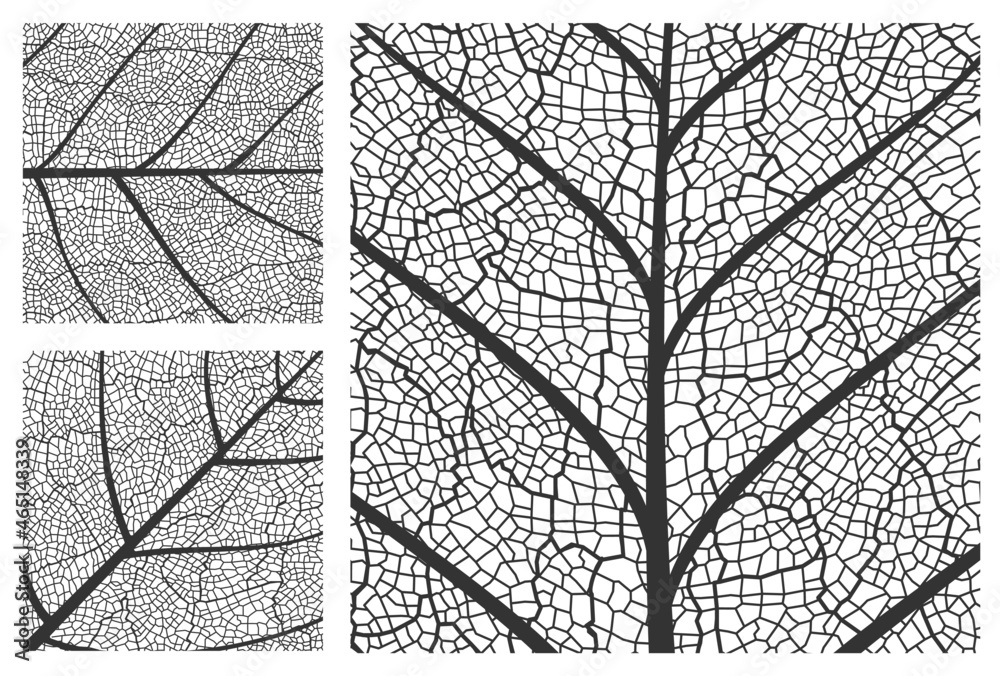Poster leaf texture pattern background, vector closeup plant leaf pattern with veins and cells. foliage and