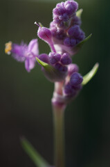 botanical flower up close