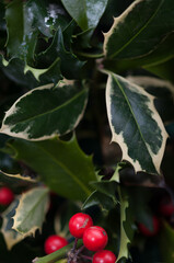 holly leaves and berries