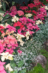 Poinsettia (Euphorbia pulcherrima) on display at the municipal conservatory
