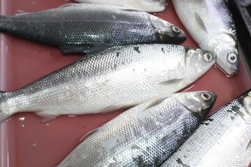 fresh fish on the market