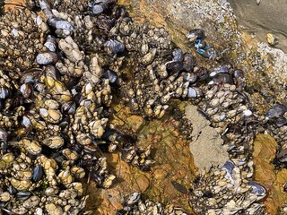 Sea shells on the stone texture  