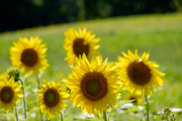 Obraz premium Vibrant colorful sunflowers growing on a large farm